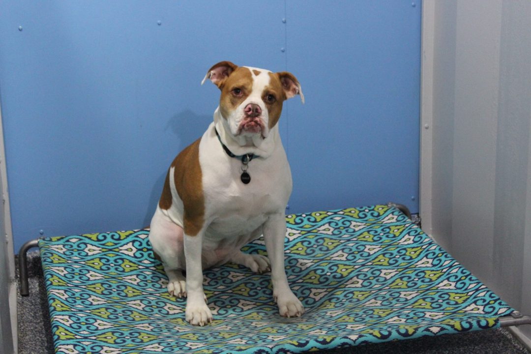 Book Pet Hotel Online Dogs Reformed