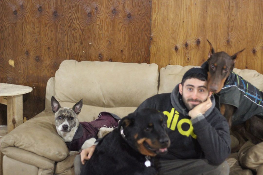 Dogs Reformed - hangout on couch